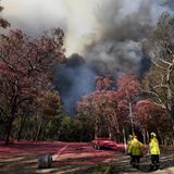 Auch für diese Bäume in der Nähe von Colo Heights südwestlich von Sydney könnten die feuerhemmenden Mittel die Rettung vor den nahenden Flammen sein