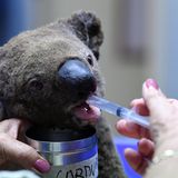 Ein dehydrierter und verletzter Koala wird nach seiner Rettung im Tierkrankenhaus von Port Macquarie versorgt