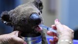 Ein dehydrierter und verletzter Koala wird nach seiner Rettung im Tierkrankenhaus von Port Macquarie versorgt