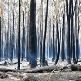 Und das bleibt übrig, wenn alles vorbei ist: verbrannte Bäume nahe dem Ort Old Bar