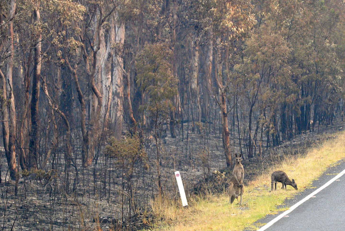 Seine tierischen Kollegen aus dem Wollemi Nationalpark sind den Flammen unverletzt entkommen. Da alles Grün in dem Wald verbrannt ist, suchen sich die Kängurus ihr Futter jetzt am Straßenrand