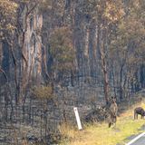 Seine tierischen Kollegen aus dem Wollemi Nationalpark sind den Flammen unverletzt entkommen. Da alles Grün in dem Wald verbrannt ist, suchen sich die Kängurus ihr Futter jetzt am Straßenrand
