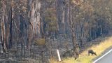 Seine tierischen Kollegen aus dem Wollemi Nationalpark sind den Flammen unverletzt entkommen. Da alles Grün in dem Wald verbrannt ist, suchen sich die Kängurus ihr Futter jetzt am Straßenrand