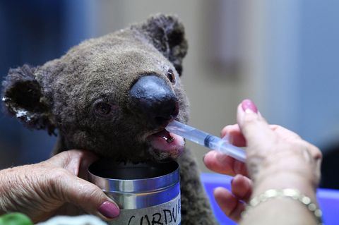 Ein dehydrierter und verletzter Koala wird im Tierkrankenhaus von Port Macquarie versorgt