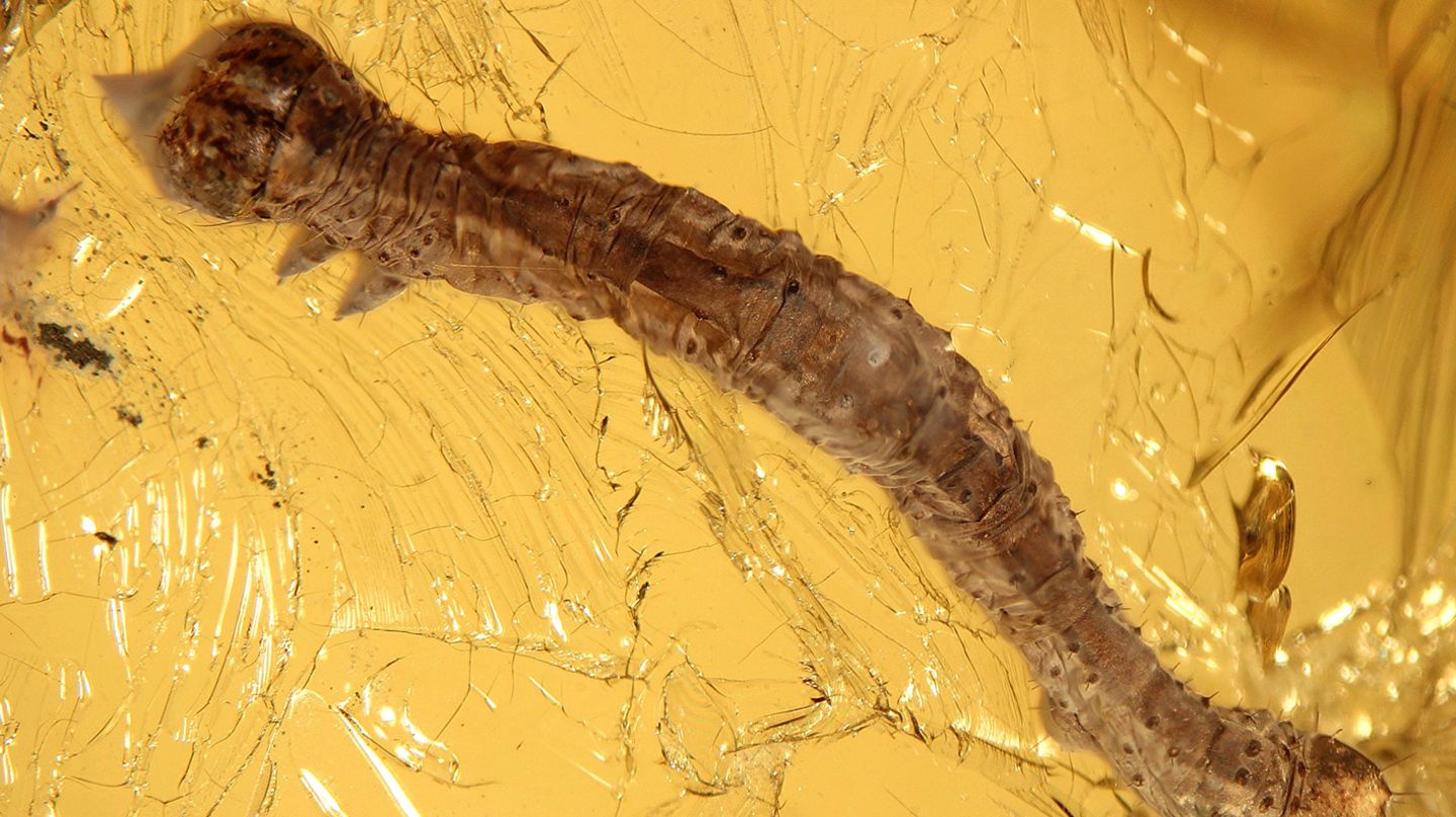 In Bernstein eingeschlossenes Fossil