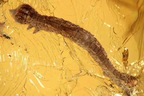 In Bernstein eingeschlossenes Fossil