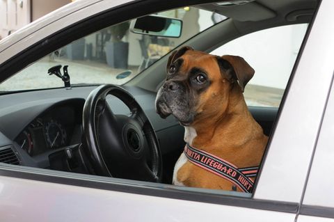 Bei dem Hund am Steuer in Florida handelte es sich um einen Labrador, keinen Boxer