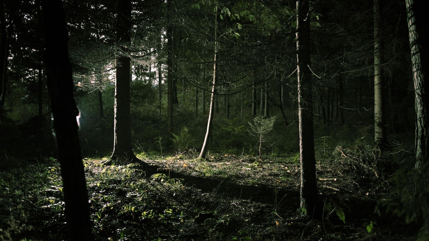 Dunkler Wald