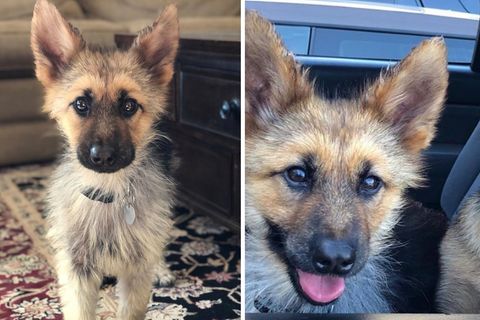 Ranger sieht aus wie ein Welpe – tatsächlich ist der kleine Schäferhund schon zwei Jahre alt.
