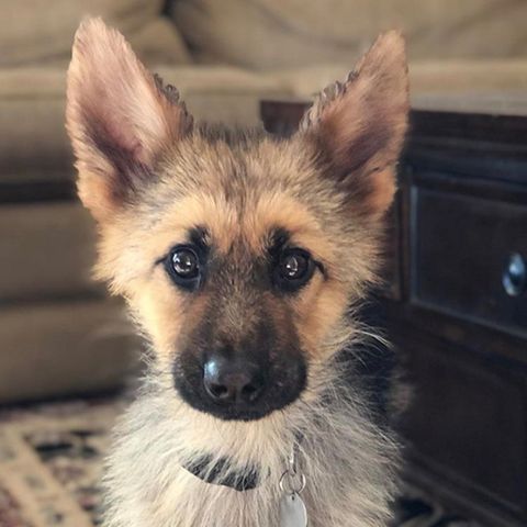 Ranger sieht aus wie ein Welpe – tatsächlich ist der kleine Schäferhund schon zwei Jahre alt.