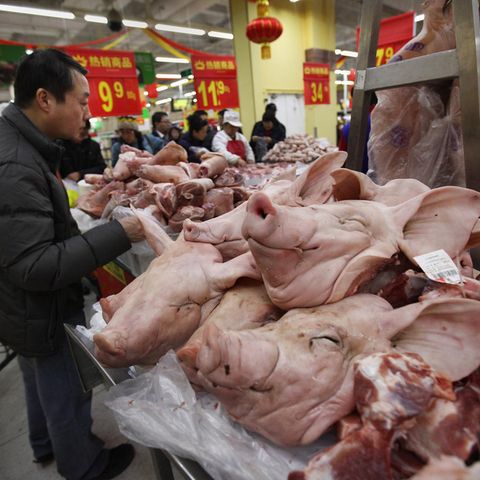 Millionen Tiere starben durch die Schweinepest in China