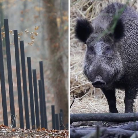 Ein Zaun in Dänemark soll ein Bollwerk zum Schutz der heimischen Schweinezucht vor der Afrikanischen Schweinepest werden.