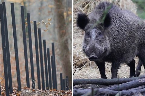 Ein Zaun in Dänemark soll ein Bollwerk zum Schutz der heimischen Schweinezucht vor der Afrikanischen Schweinepest werden.