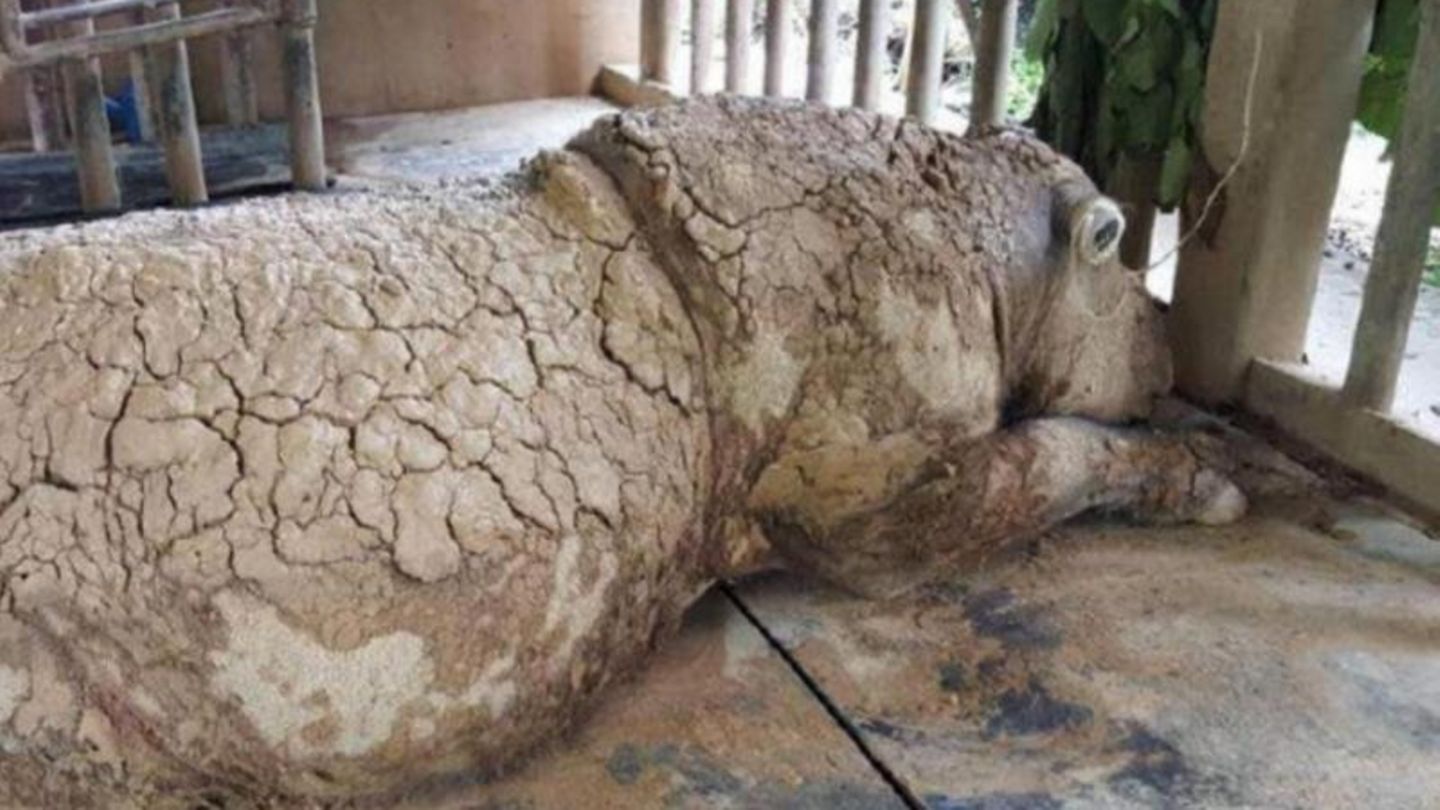 Sumatra-Nashorn