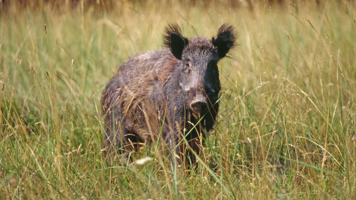 Ein wildes Schwein steht auf einer Wiese und schaut aufmerksam