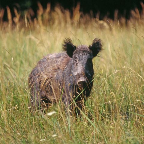 Ein wildes Schwein steht auf einer Wiese und schaut aufmerksam