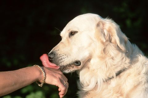 Golden Retriever leckt an der Hand einer Frau