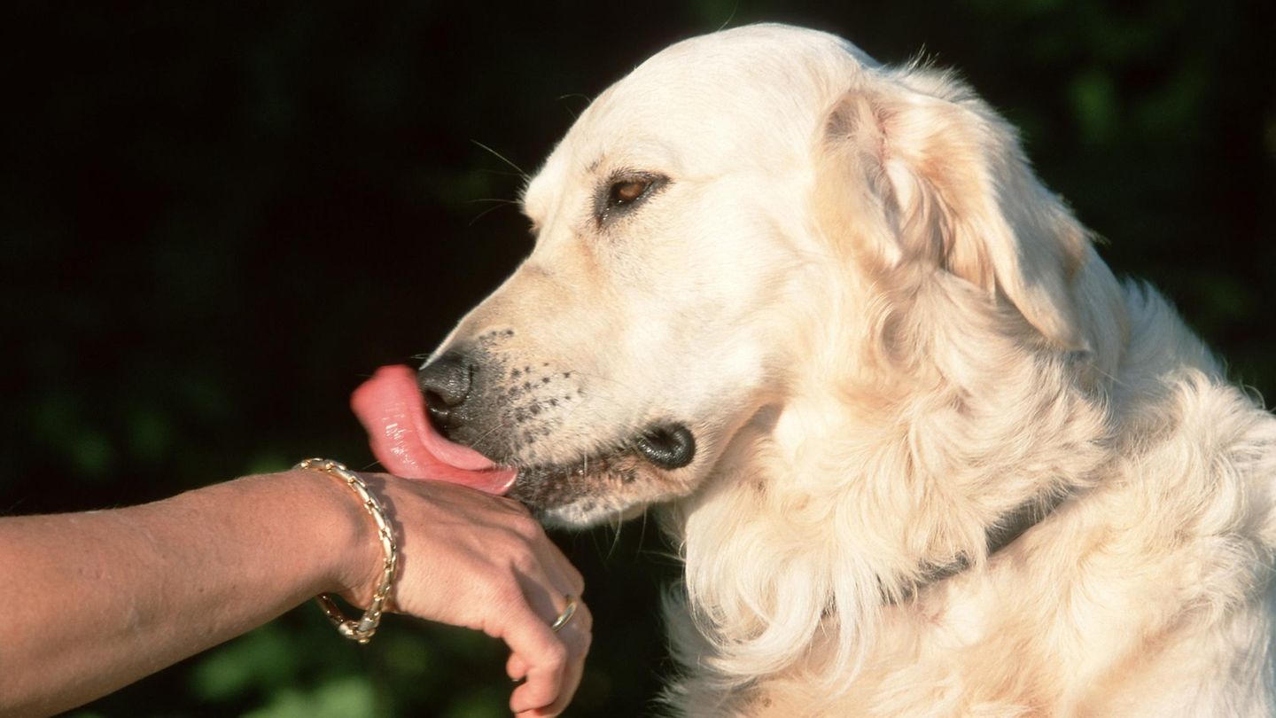 Golden Retriever leckt an der Hand einer Frau