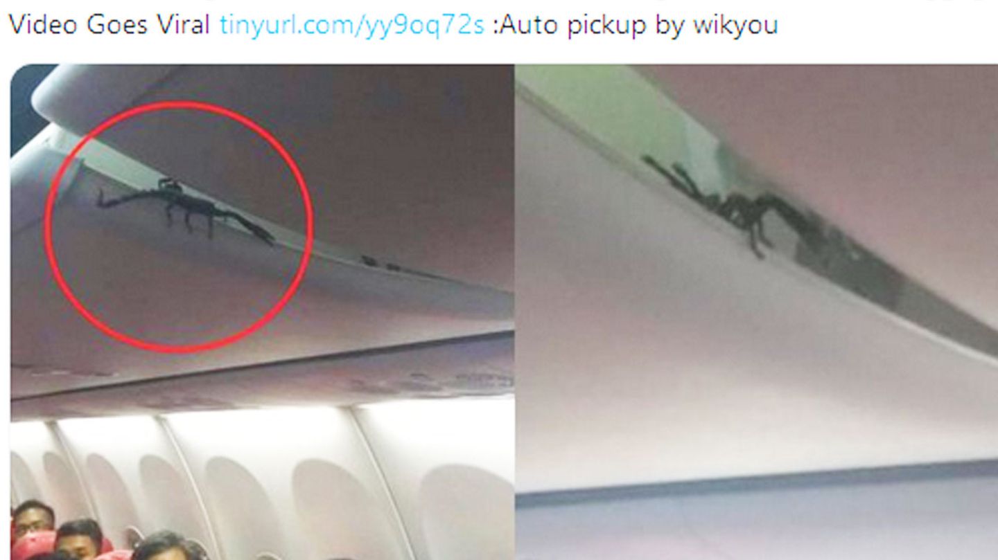 Fetter Skorpion krabbelt über den Köpfen von Passagieren  Bei einem Inlandsflug in Indonesien mussten die Fluggäste von Lion Air mit ansehen, wie ein blinder Passagier aus dem Gepäckfach kriecht: ein Skorpion. Mehr lesen Sie hier.