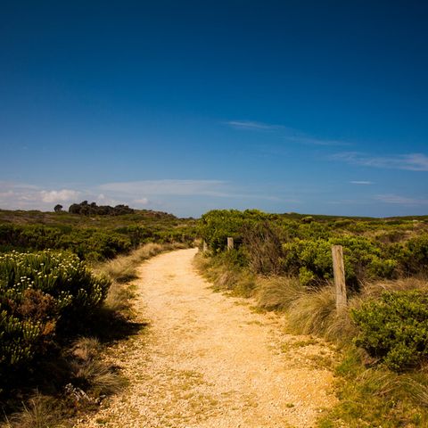Wildnis in der Nähe der Great Ocean Road in Australien
