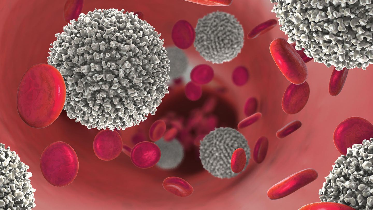 Das körpereigene Immunsystem im Kampf gegen den Krebs Das körpereigene Immunsystem im Kampf gegen den Krebs