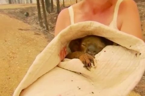 Der schwer verletzte Koala im Oberteil von Doherty eingewickelt