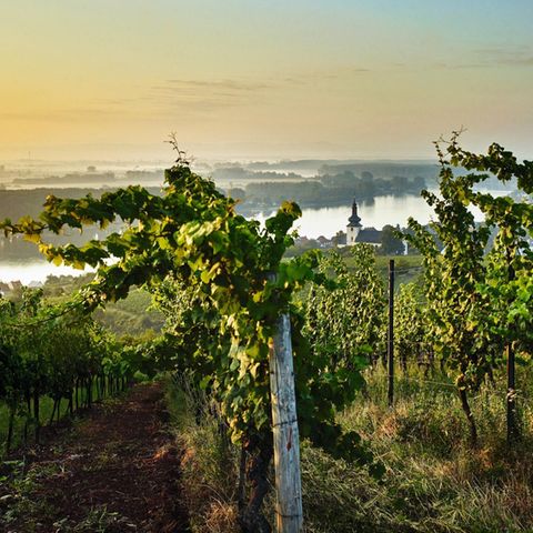 Zwischen Worms, Mainz, Bingen und Alzey liegen Weinberge unterschiedlichster Beschaffenheit: Kalkböden, Löss, rötlicher Tonstein oder Lösssand
