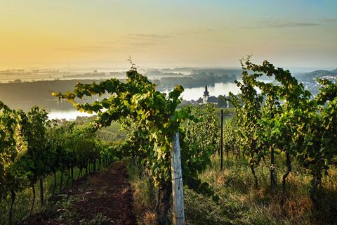 Zwischen Worms, Mainz, Bingen und Alzey liegen Weinberge unterschiedlichster Beschaffenheit: Kalkböden, Löss, rötlicher Tonstein oder Lösssand