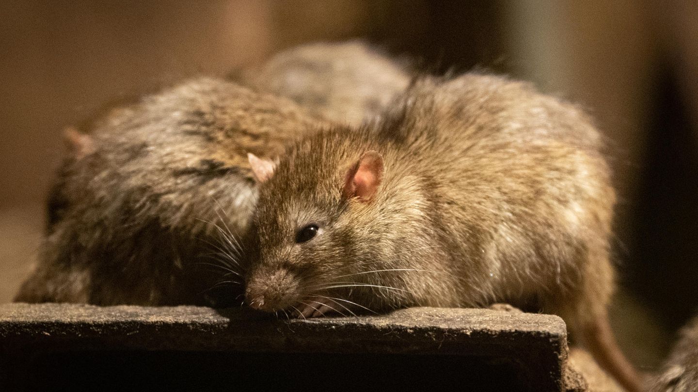 In Nordchina haben lokale Behörden jdamit begonnen, Ratten und Flöhe weitläufig mit Gift zu bekämpfen