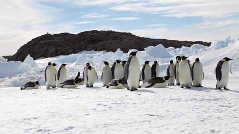 Kaiserpinguine in der Antartktis