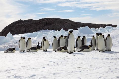 Kaiserpinguine in der Antartktis