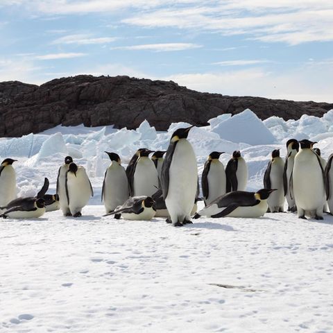 Kaiserpinguine in der Antartktis