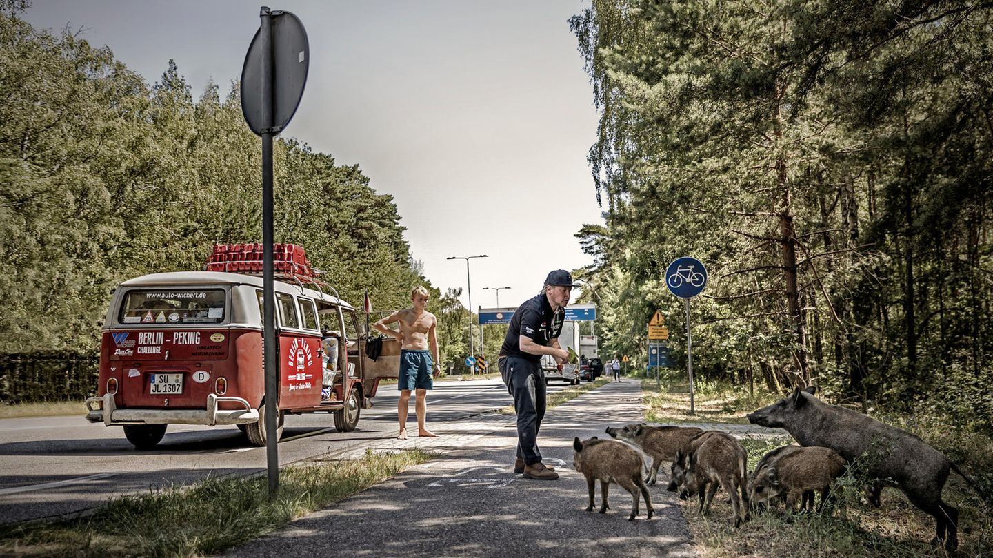 KM 467: Bei der Wildschweinfütterung am Wegesrand in Polen. Als fahrbahrer Untersatz dient eine VW Bulli von Typ T1, Baujahr 1967 mit ursprünglich 44 PS. 