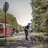 KM 467: Bei der Wildschweinfütterung am Wegesrand in Polen. Als fahrbahrer Untersatz dient eine VW Bulli von Typ T1, Baujahr 1967 mit ursprünglich 44 PS. 