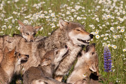 Eine Wolfsfamilie auf einer Wiese