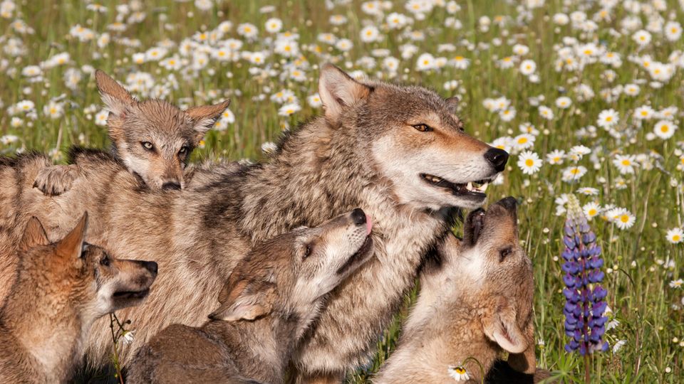 Eine Wolfsfamilie auf einer Wiese