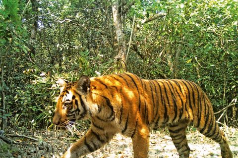 Ein Tiger läuft durch einen Wald