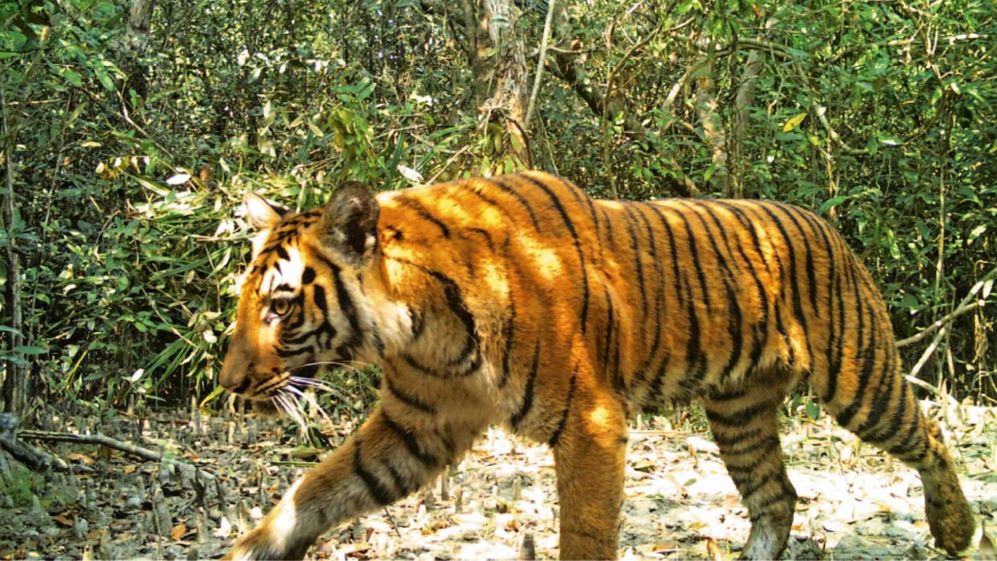 Ein Tiger läuft durch einen Wald