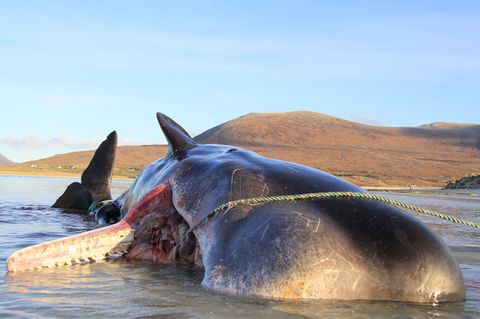 Forscher untersuchen einen toten Pottwal in Schottland.