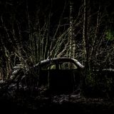 Gebückt: Augen zu und durch! Was der "Buckelvolvo" (PV 544) durchzupflügen scheint, ist bloß die denkbar angemessenste Ruhestätte für den schwedischen Klassiker: Ein Birken-Hain.