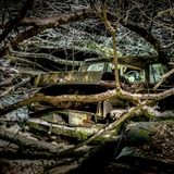 Dosenfisch: Der Mercedes 190 der Baureihe W110 (1961-65), "Kleine Heckflosse" genannt, macht diesem Namen alle Ehre, denn wie ein Riffbewohner scheint er sich im Korallenwald zu verbergen. Bierdosen, die man nach dem Motto "Blech ist Blech" im Kofferraum entsorgt hatte, räumten wir aus Pietätsgründen beiseite.