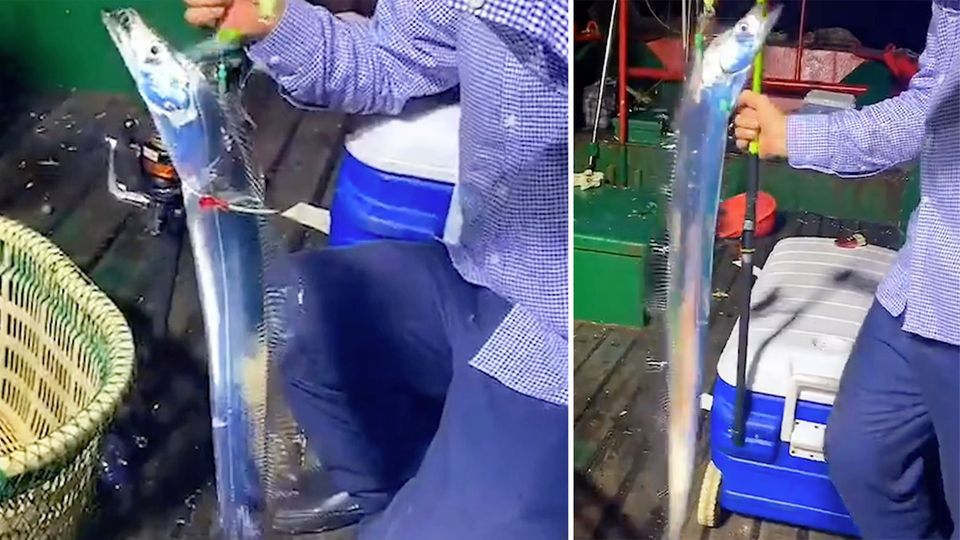 News im Video: Angler fängt seltenen Sägedegenfisch