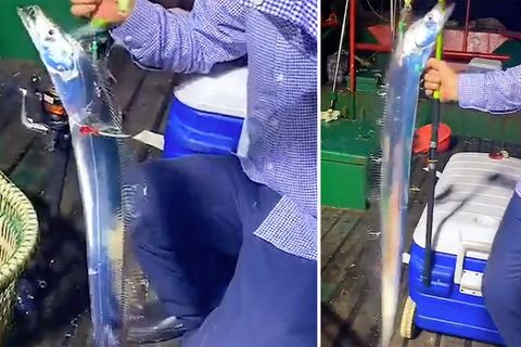 News im Video: Angler fängt seltenen Sägedegenfisch