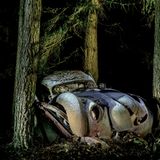 Aufgeplatzte Trümmer: Die zusammengepressten Karosserien zweier Mercury 8 (Eight) Serie 99A von 1939 gaben uns lange Zeit Rätsel auf. Wie leere Eimer waren ihre blechernen Hüllen platzsparend ineinander gestapelt worden; dabei brachen sie auf und formten sich zu einem überlangen Gebilde, das wir als fiktives Rasse-Auto seiner Zeit gerne erlebt hätten. Wir liebten diesen Entwurf, den es nie gab.