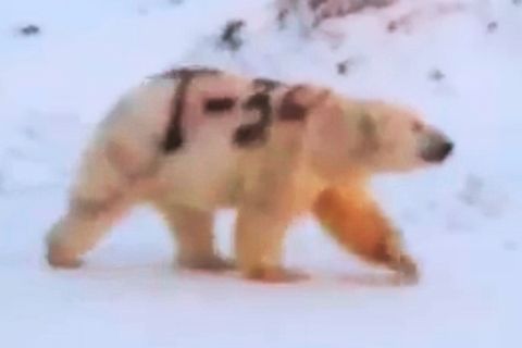 Ein Graffito auf einem Eisbären.