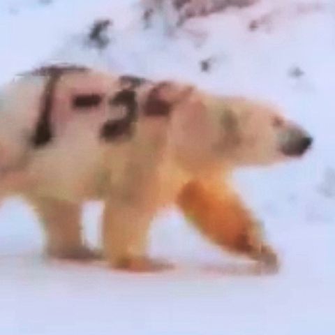 Ein Graffito auf einem Eisbären.
