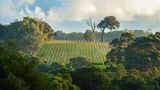 Weinreben in Western Australia