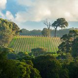 Weinreben in Western Australia