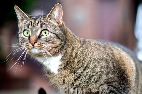 Eine getigerte Katze schaut aufmerksam