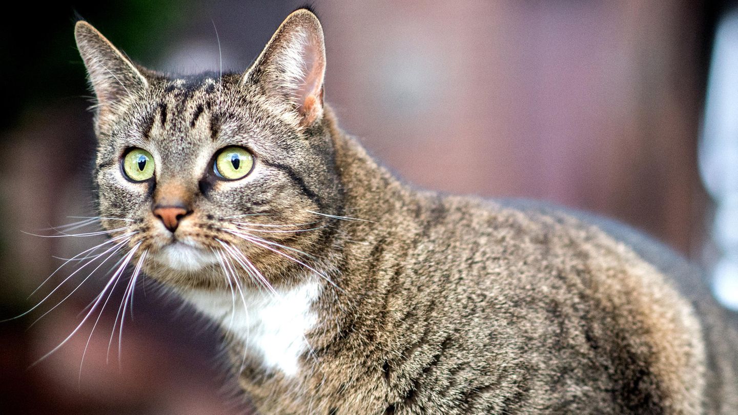 Eine getigerte Katze schaut aufmerksam